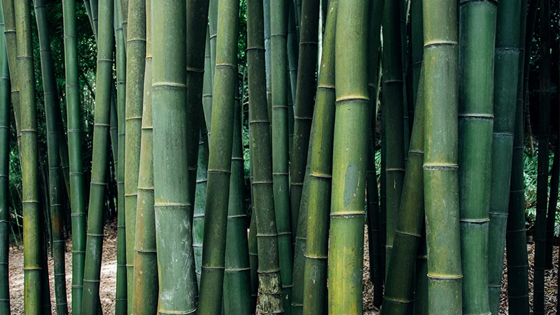 un'immagine ravvicinata di alberi di bambù