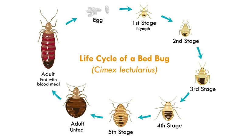 un'immagine del ciclo di una cimice dei letti