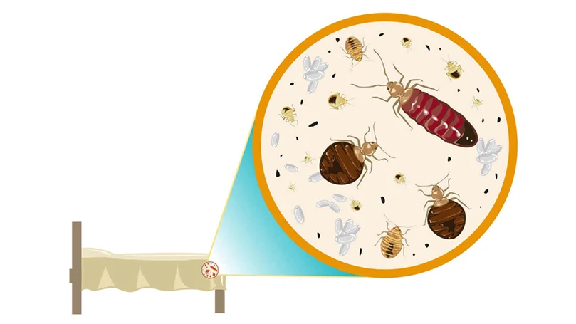 localizzazione delle cimici dei letti