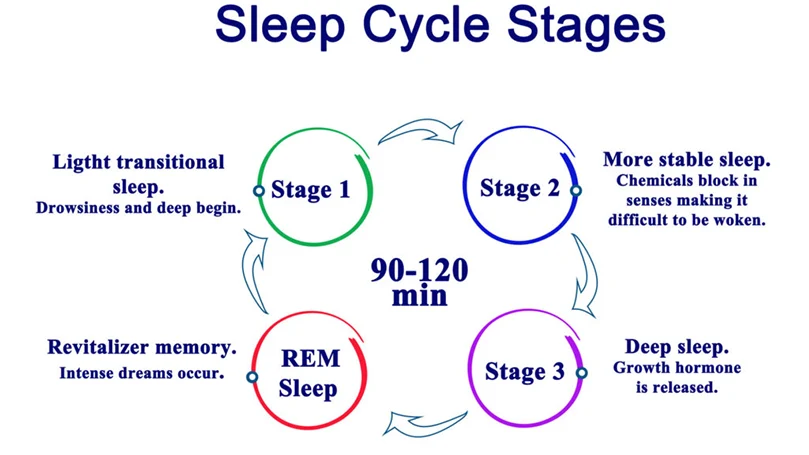 le fasi del ciclo del sonno