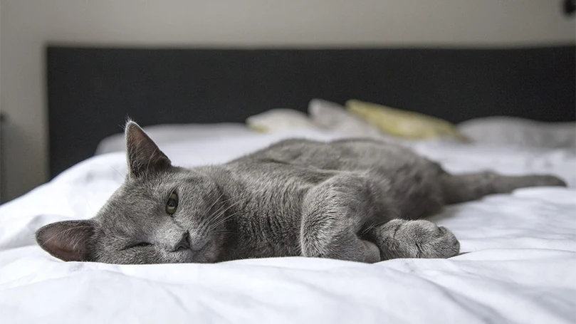 un gatto bordeaux che dorme su un letto