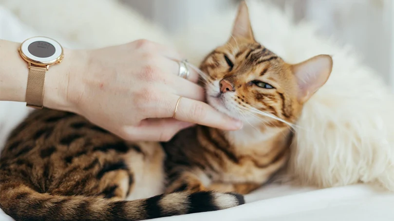 l'immagine di un gatto che gioca con il padrone