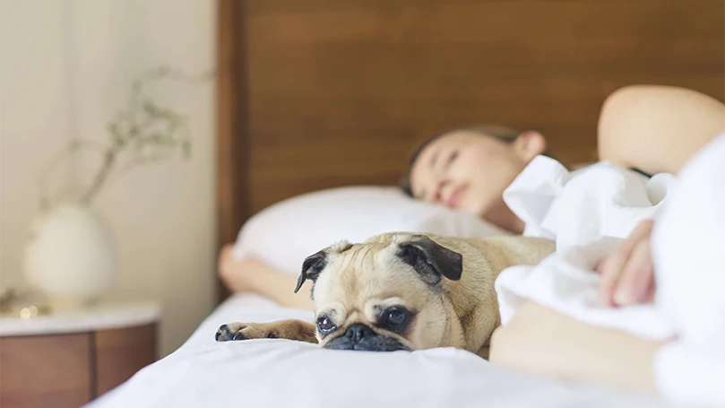 l'immagine di un cane in un letto con il suo padrone