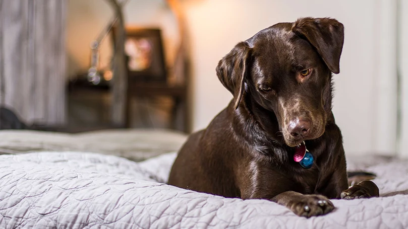 l'immagine di un cane che dorme nel letto del padrone