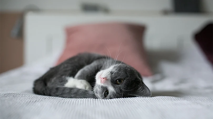 un'immagine di un gattino sdraiato su un letto per animali domestici