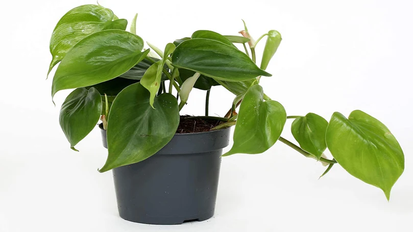 un'immagine di una pianta di Philodendron in un vaso