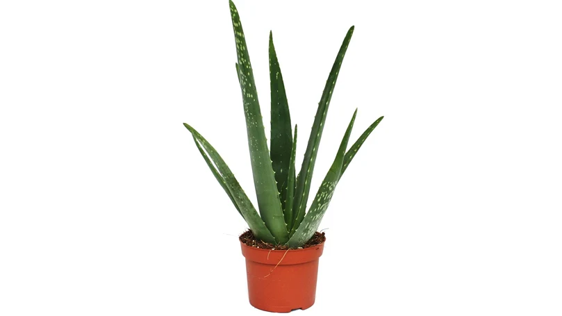 immagine di una pianta di aloe vera in vaso