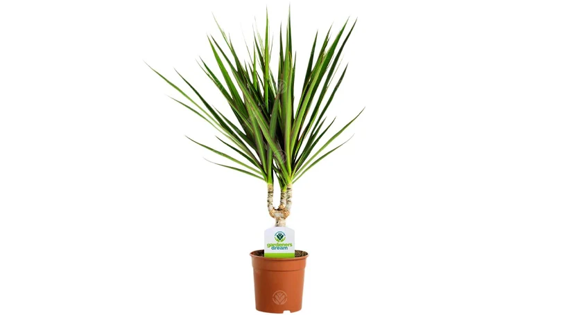 un'immagine di pianta di dracaena marginata in vaso