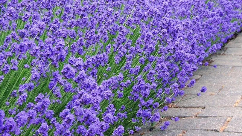 un'immagine di fiori di lavanda