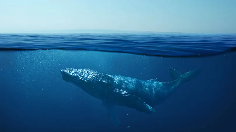 una balena nell'oceano