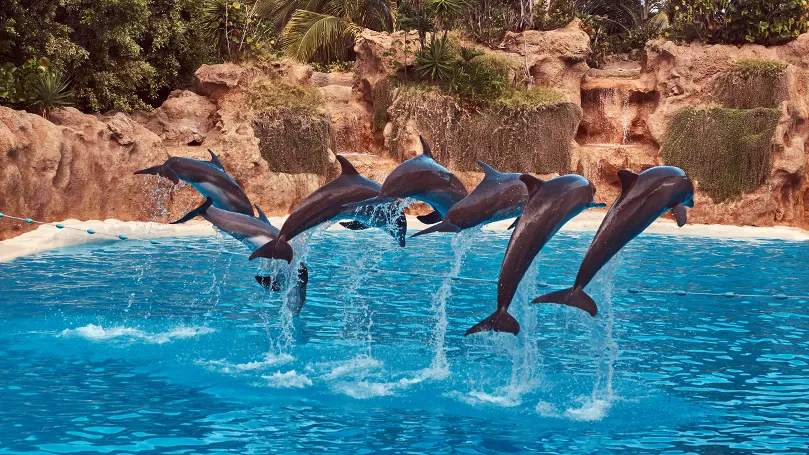 Un'immagine di un gruppo di delfini che salta fuori dall'acqua