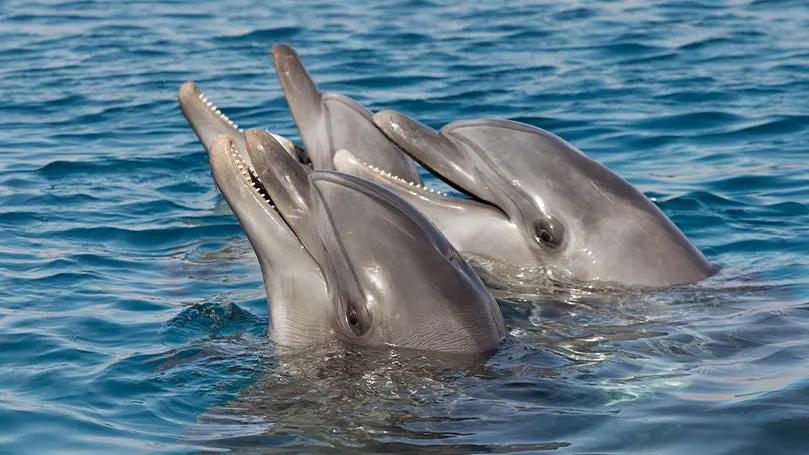 Un'immagine di due delfini con la testa fuori dall'acqua