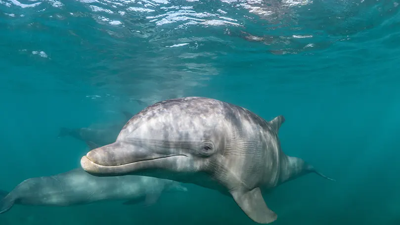 Un'immagine di un delfino che dorme con un occhio aperto