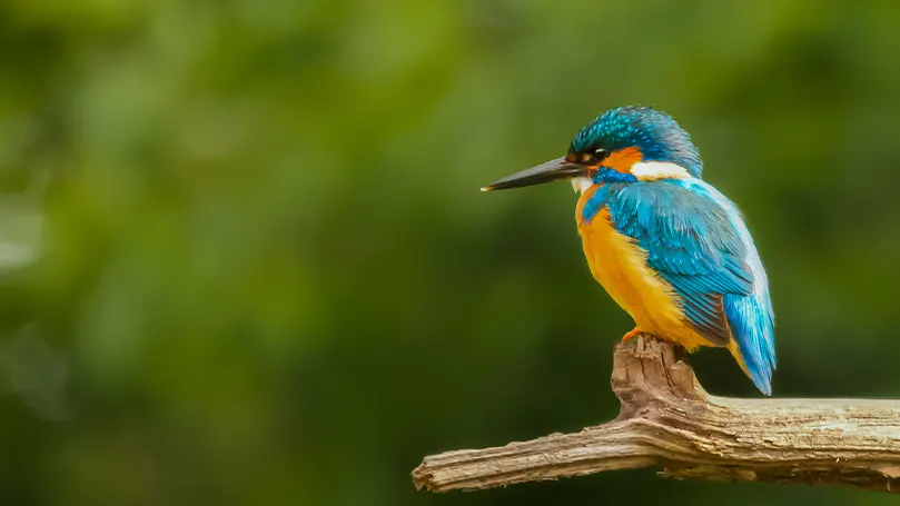 Immagine di un uccello appollaiato su un ramo e addormentato.