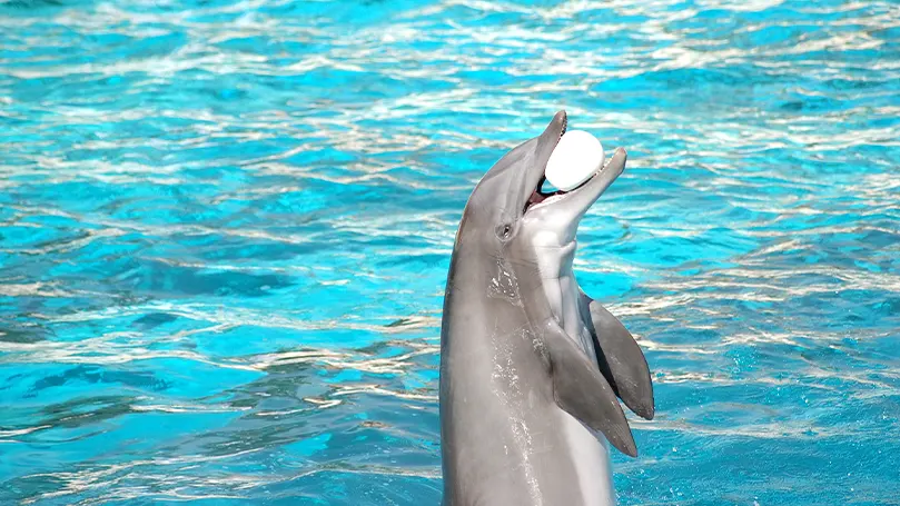 L'immagine di un delfino che tiene in bocca una palla