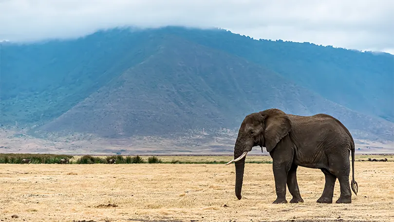 L'immagine di un elefante in piedi in un campo arido