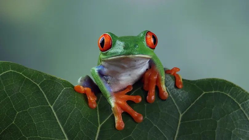 Immagine di una rana colorata seduta su una foglia.