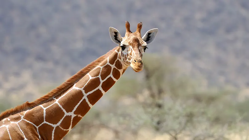 L'immagine di una giraffa che guarda la telecamera