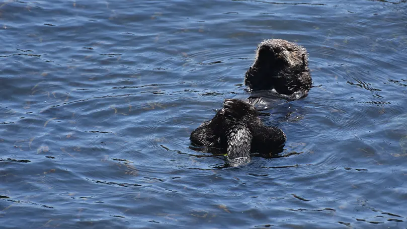 L'immagine di una lontra marina che galleggia sull'acqua