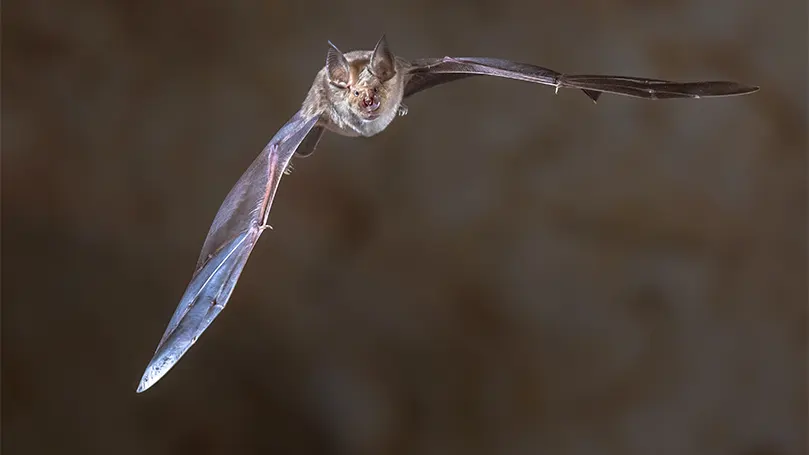 L'immagine di un pipistrello in volo