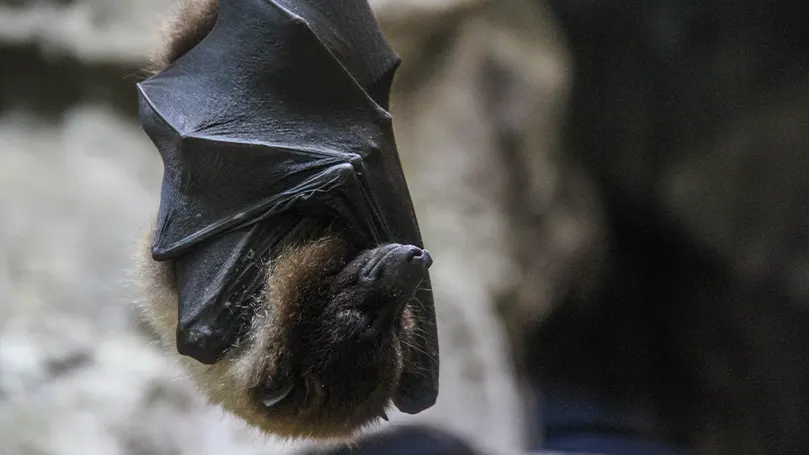 L'immagine di un pipistrello che dorme a testa in giù