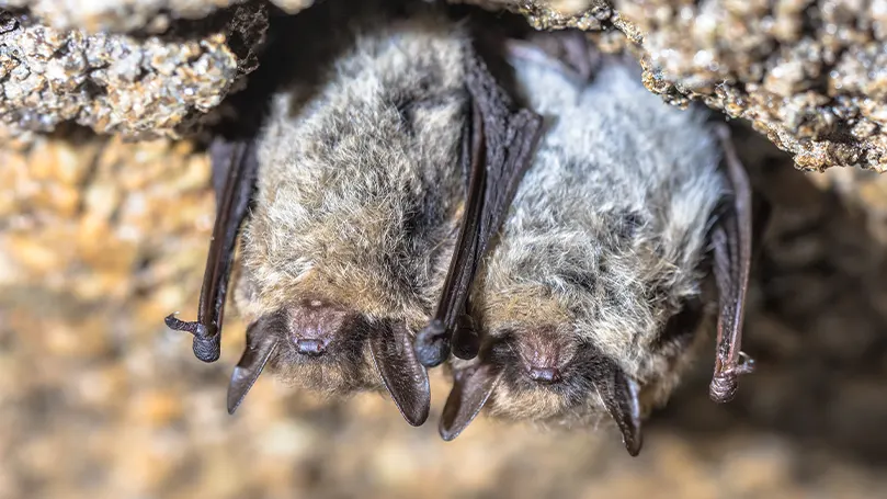 Un'immagine di due pipistrelli che dormono l'uno accanto all'altro